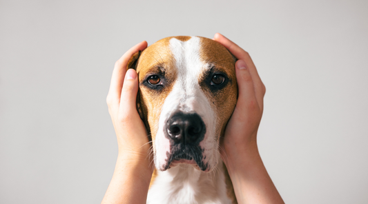 Keeping your dog calm during fireworks