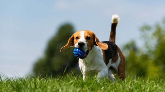 Top 5 off-leash parks in Sydney