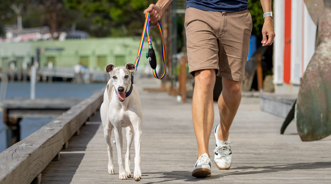 Walking dog with rainbow leash
