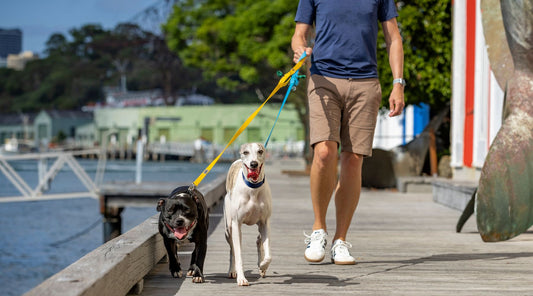 How to stop your dog pulling on the lead – 5 Tips