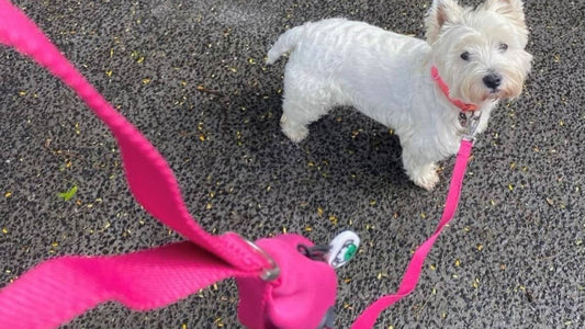 How Often Should You Walk Your Dog?