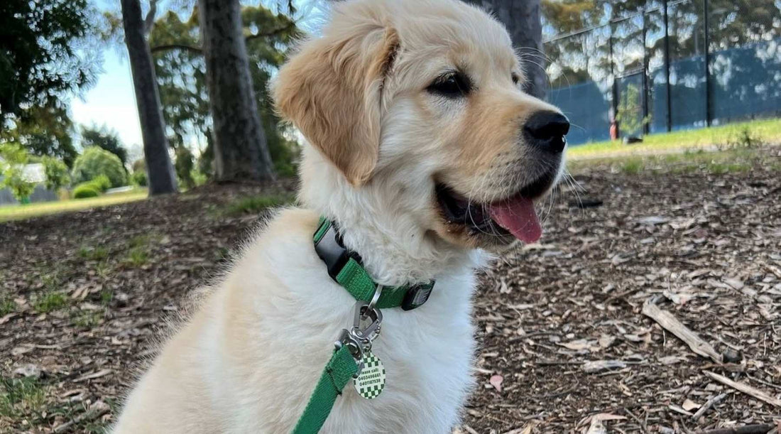 The Hidden Dangers of Poorly Fitted Dog Collars