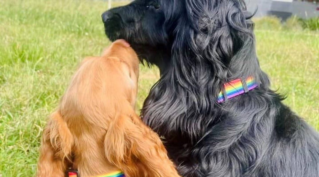 Spaniels wearing rainbow dog collars