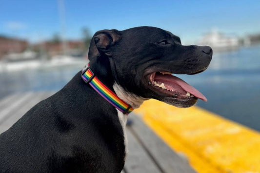 The Advantages of Waterproof Dog Collars