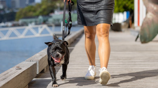 Dog walking wearing a black dog lead with built in storage pouch