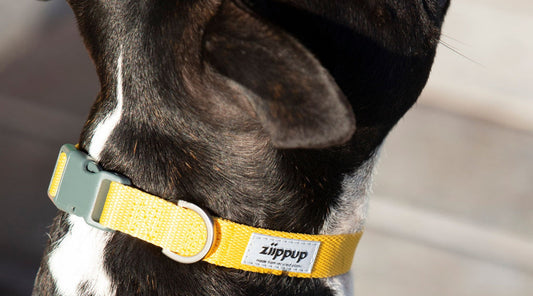 Close-up of black dog wearing yellow quick-release Ziippup collar