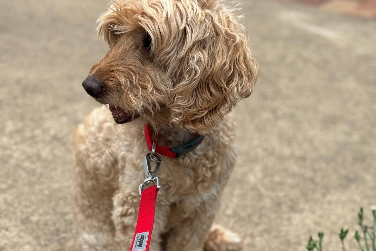 Small dog wearing red dog collar and leash