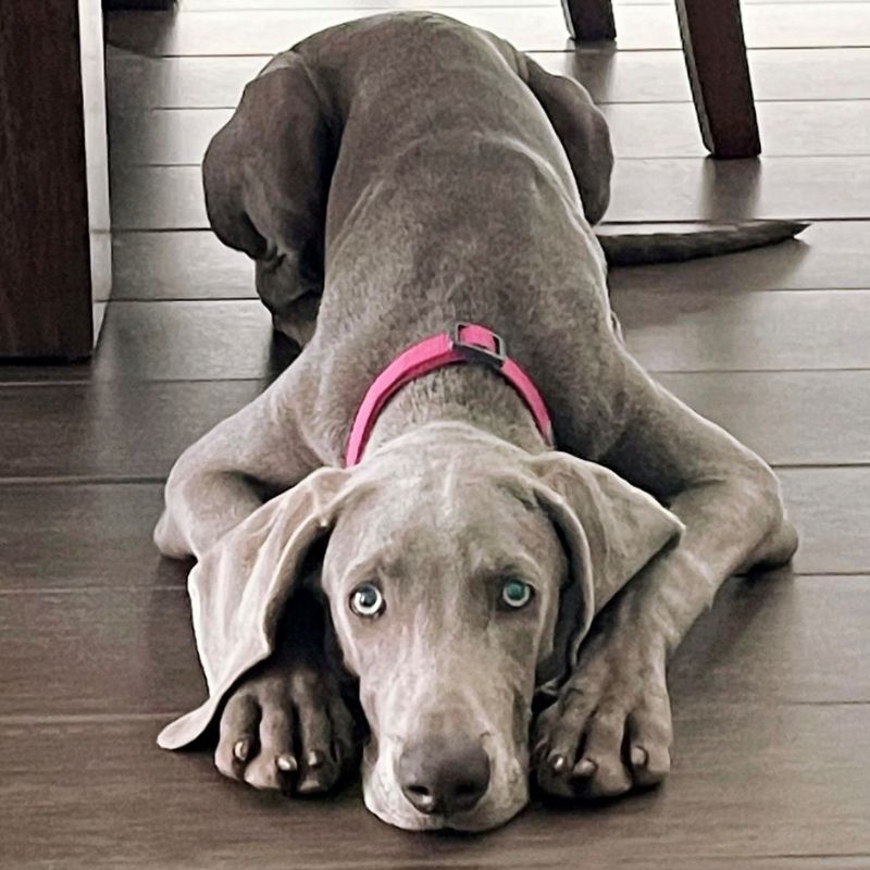 Puppy dog with pink collar