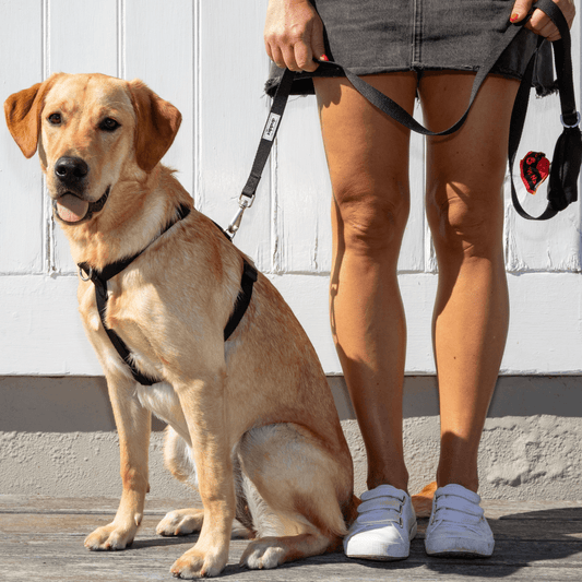Dog wearing black back clip harness sitting next to a person holding a matching black lead with built-in pocket