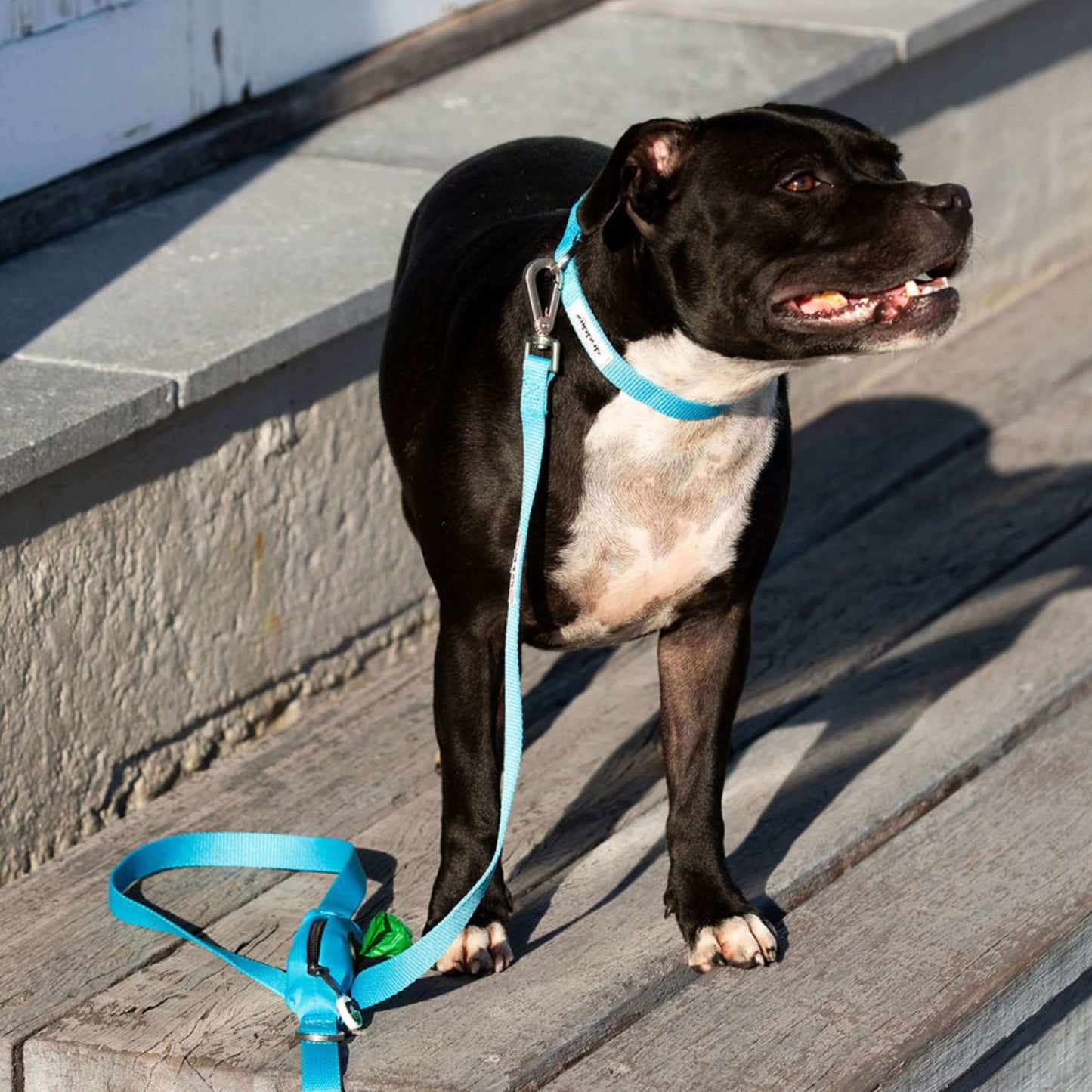 Dog wearing blue pet lead and collar