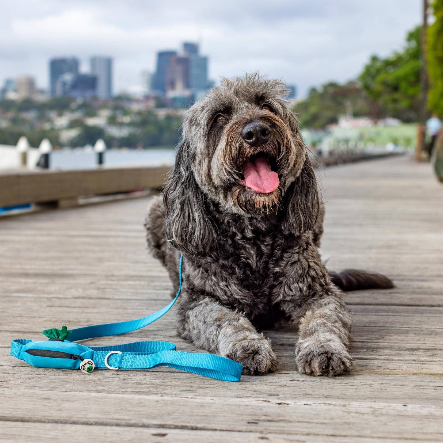 Big dog wearing blue leash with treat bag and poo bag holder