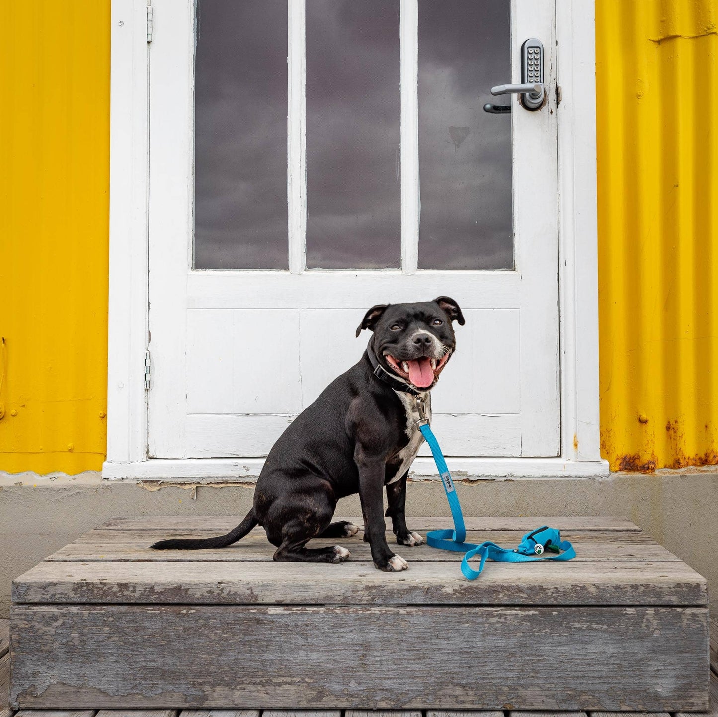 Medium sized puppy in blue leash with dog bag