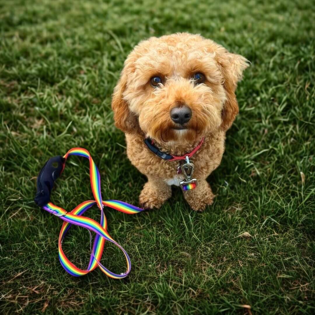 Small dog with a rainbow leash and collar set on grass