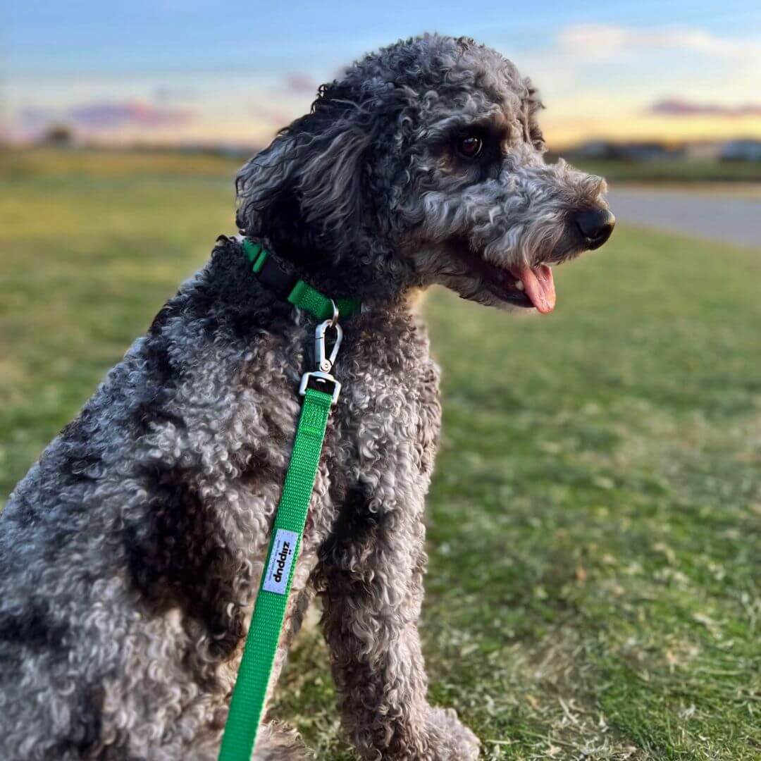 Dog with a green collar and leash in an outdoor setting