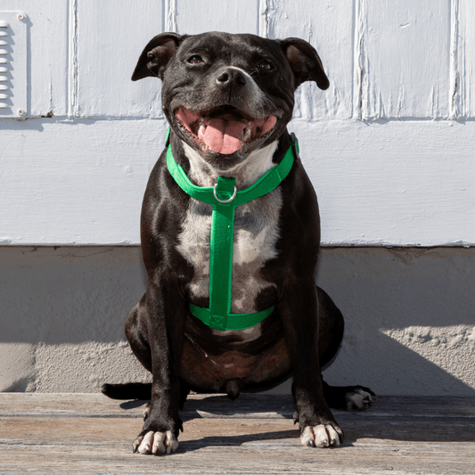 Green eco-friendly dog harness Australia