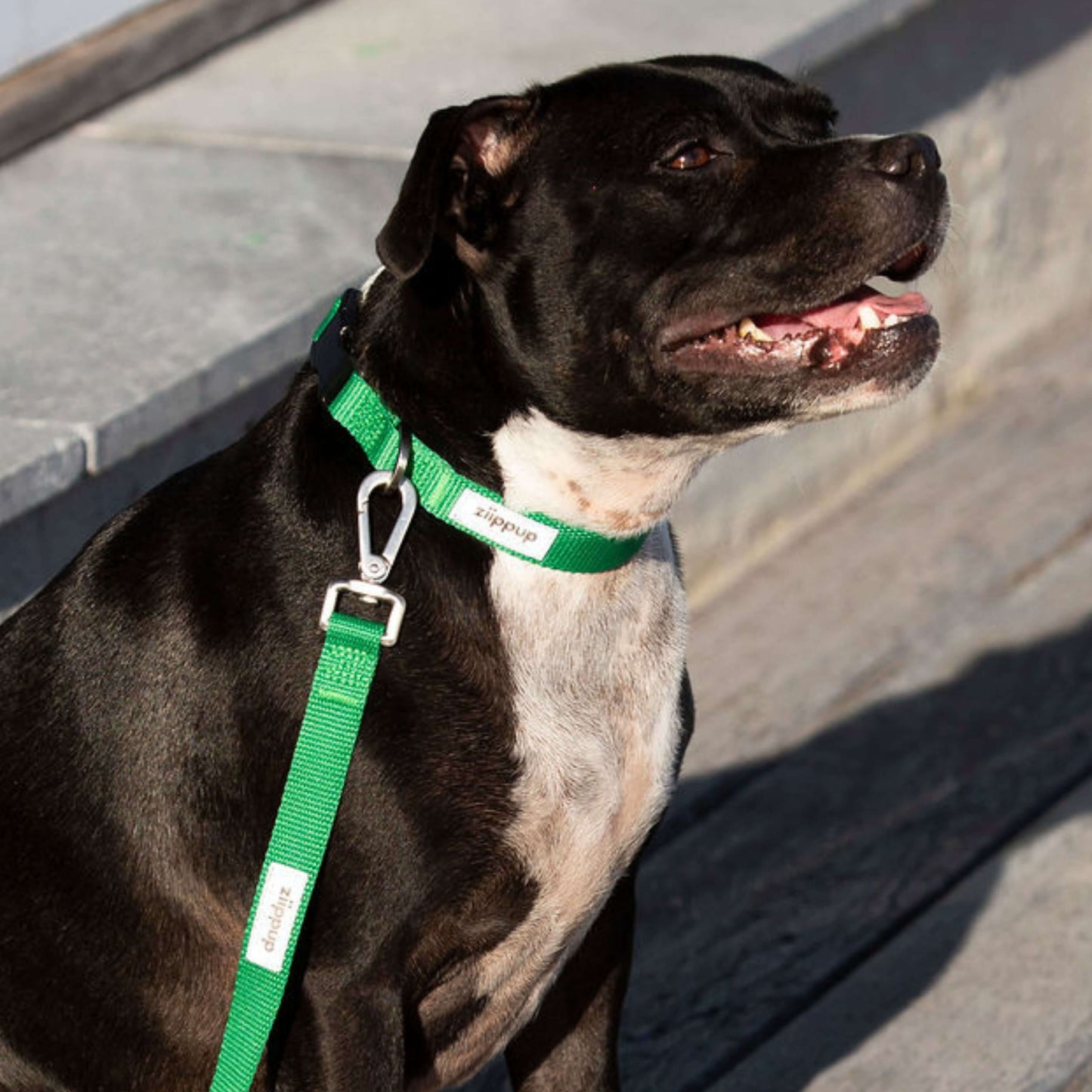 Green pet collar for dogs