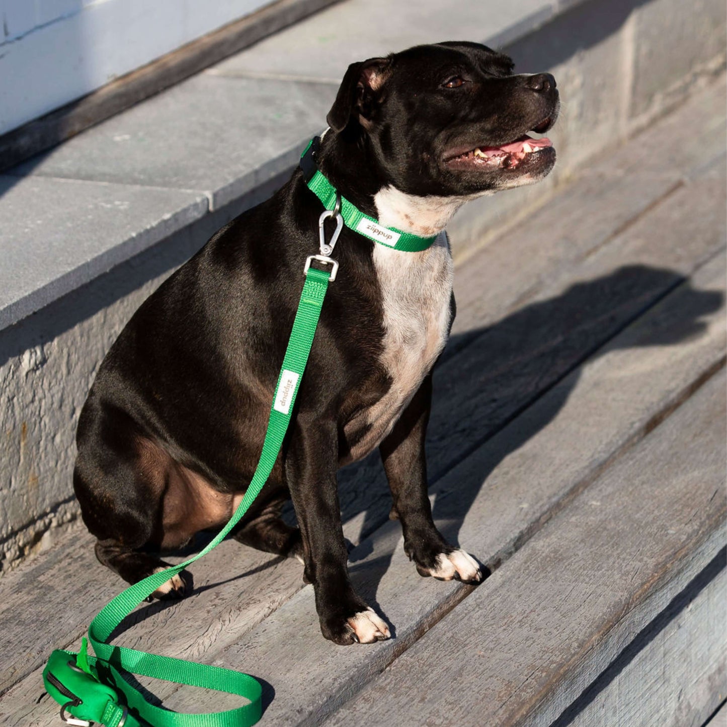 Dog wearing green leash and waterproof collar