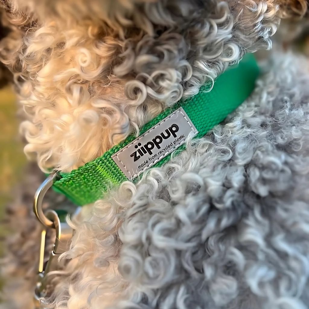 Green collar suitable for dogs and puppies