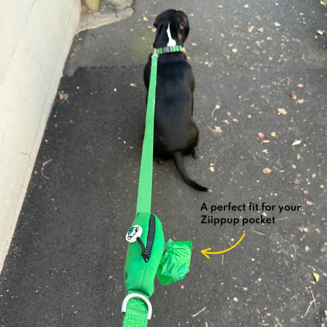 Dog on a leash with a green Ziippup pocket attached with poo bag inside, sitting on a footpath.