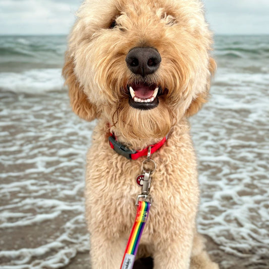 Dog with a rainbow leash and red collar standing on a beach