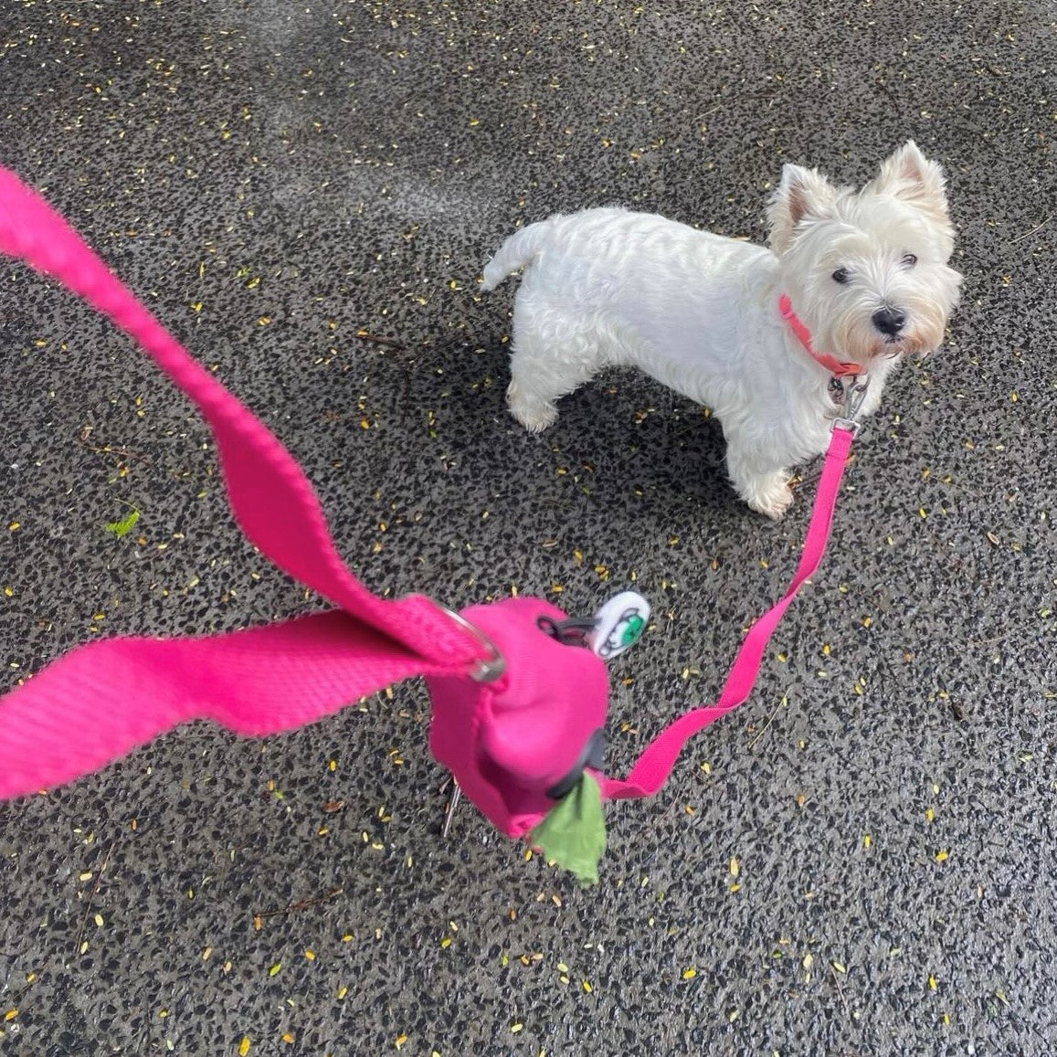 Small white dog wearing pink leash from Ziippup Australian dog leads