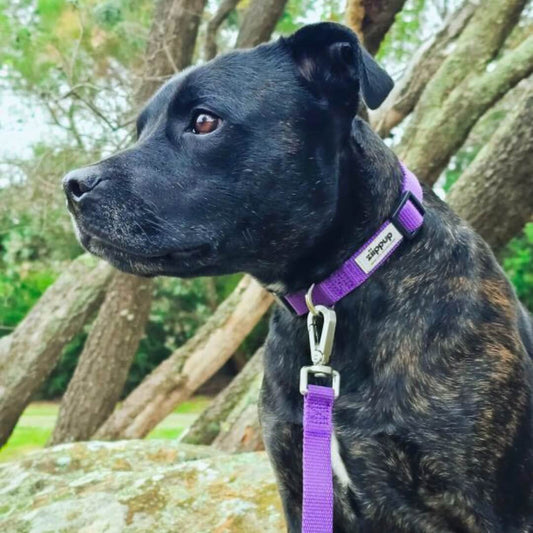 Black dog with a purple collar and leash sitting on a rock with trees in the background