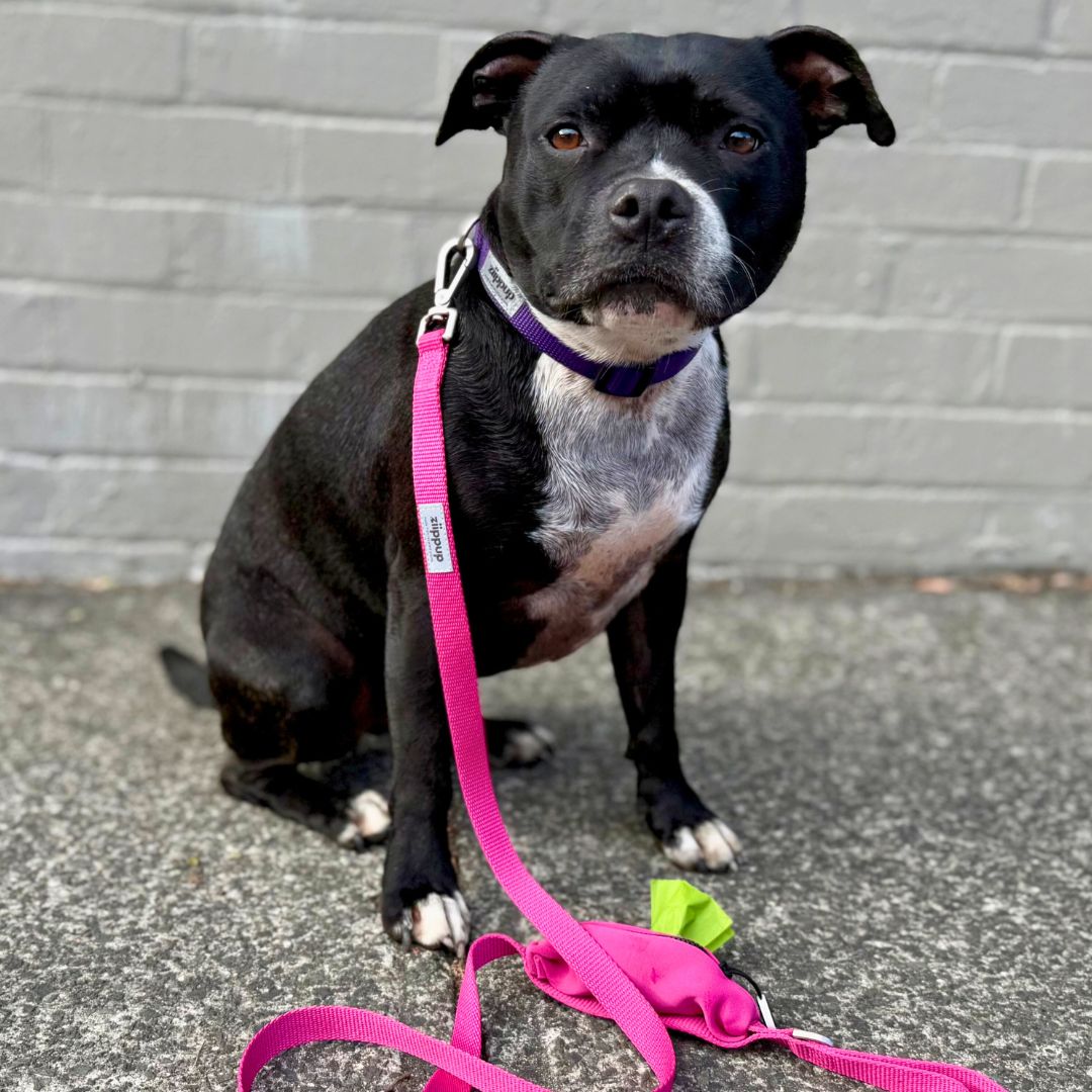 Black and white dog with a purple collar and pink leash with poo bag holder.