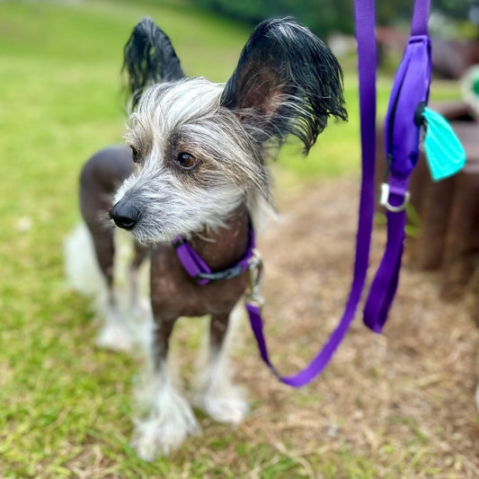 Small dog wearing purple dog lead and collar set with poo bag holder