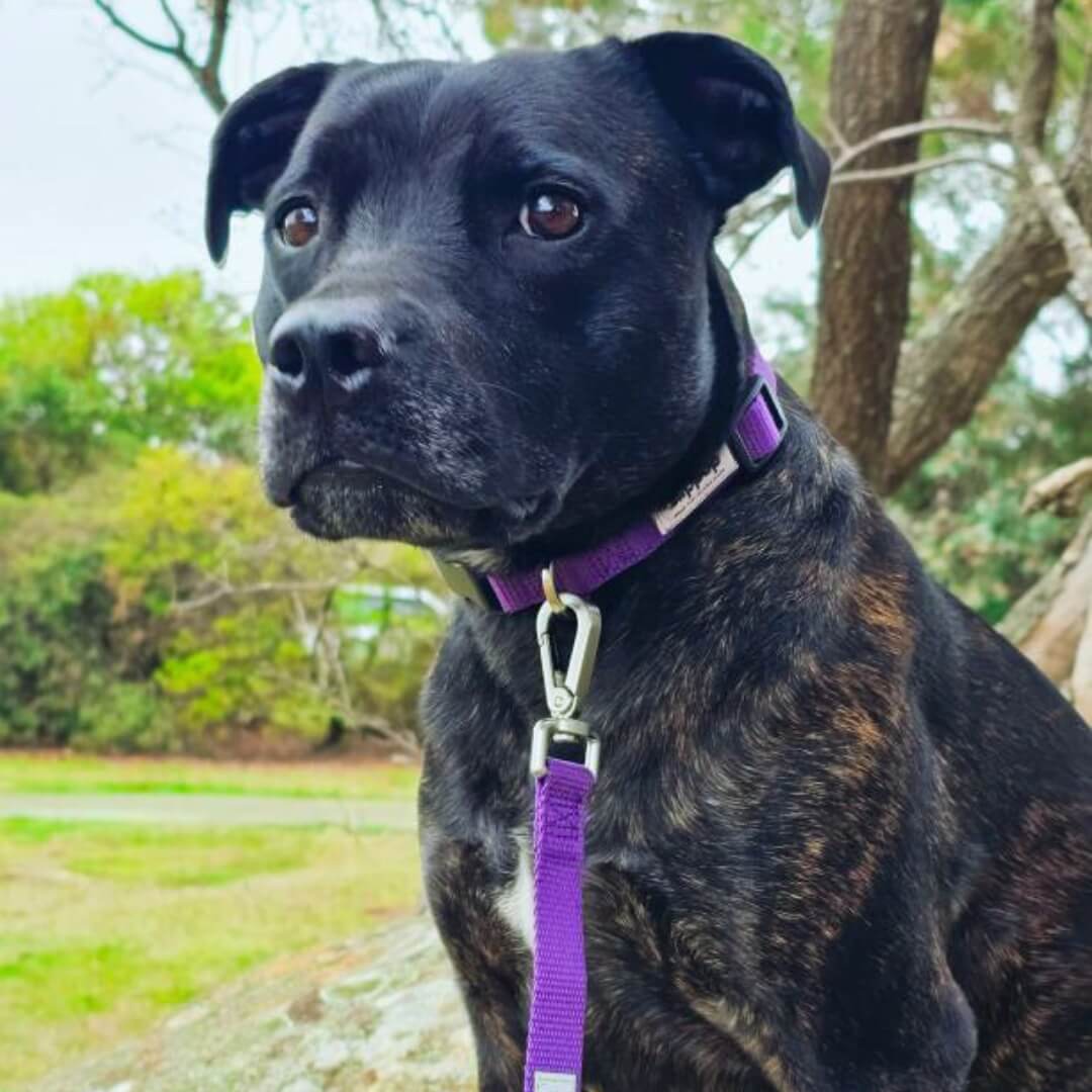 Black dog with a purple collar and leash sitting outdoors.