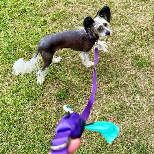 Purple dog leash and collar for small and large dogs