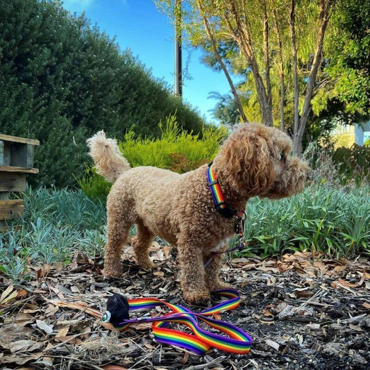 Small puppy dog wearing matching rainbow collar and leash set.