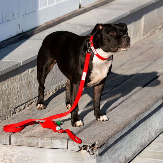 Dog standing on steps with a red leash and matching red dog collar