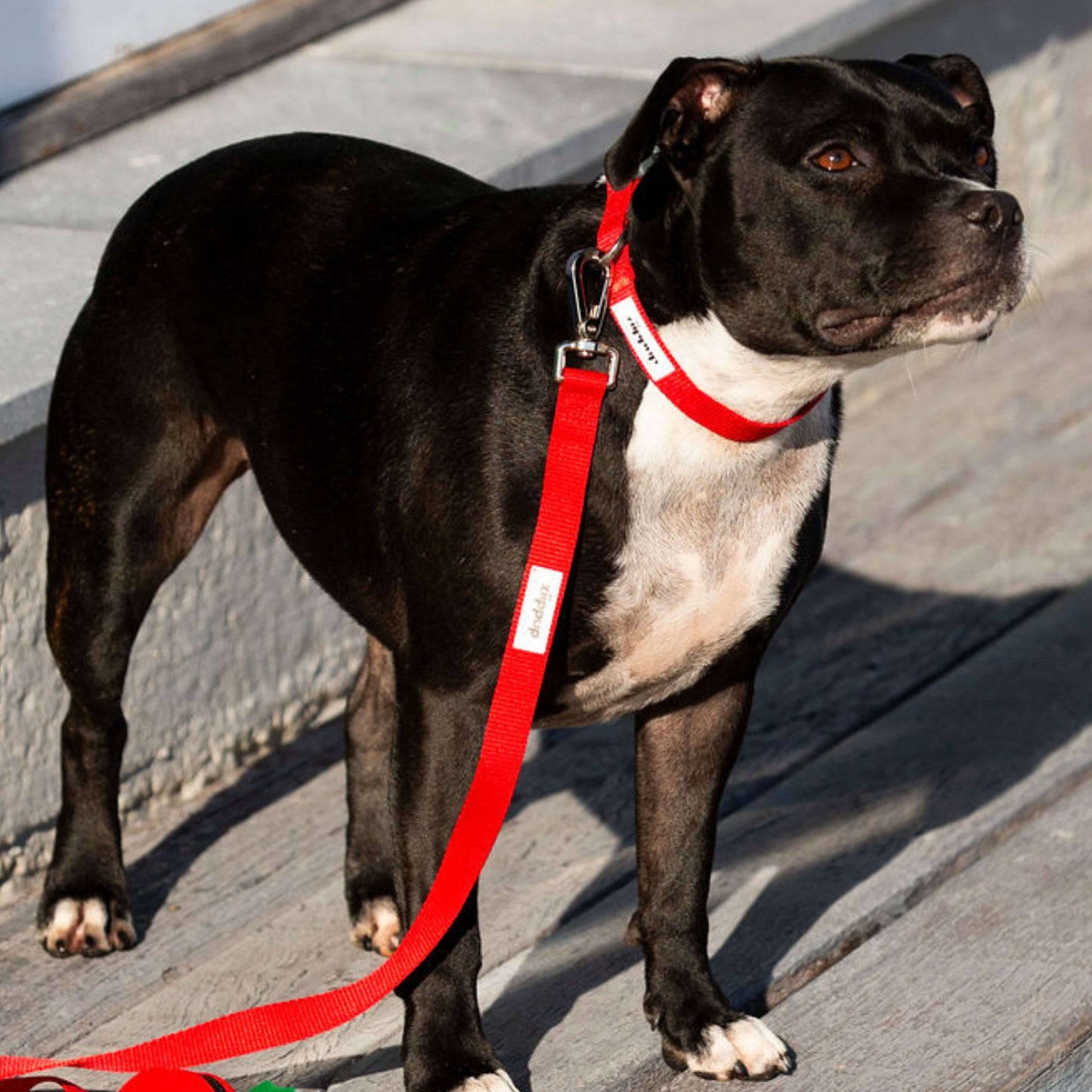 Black and white dog on a red leash with matching red waterproof collar standing on a wooden deck.
