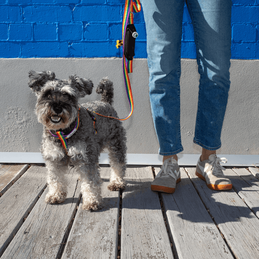 Dog wearing padded rainbow harness with matching leash