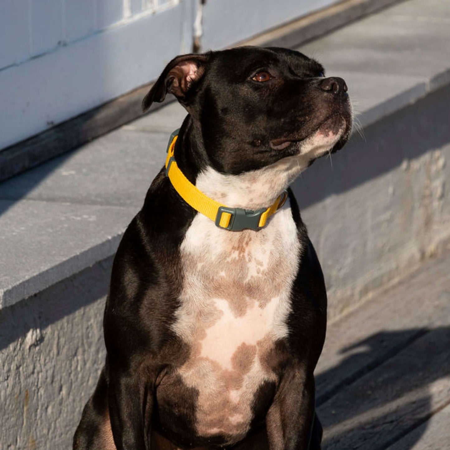 Black and white dog with a yellow quick-release collar