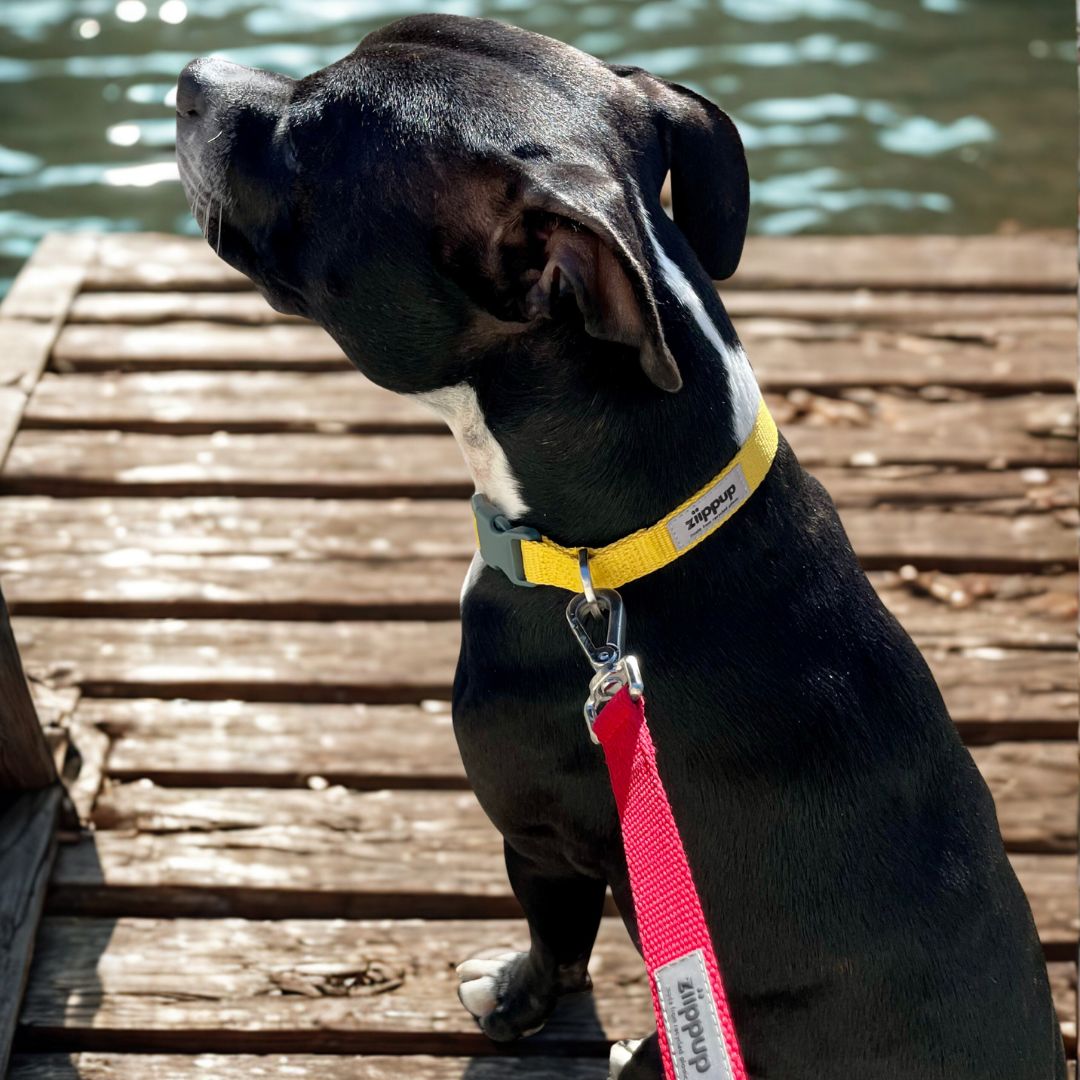 Dog on a red leash with a yellow collar looking over a wooden dock by water.