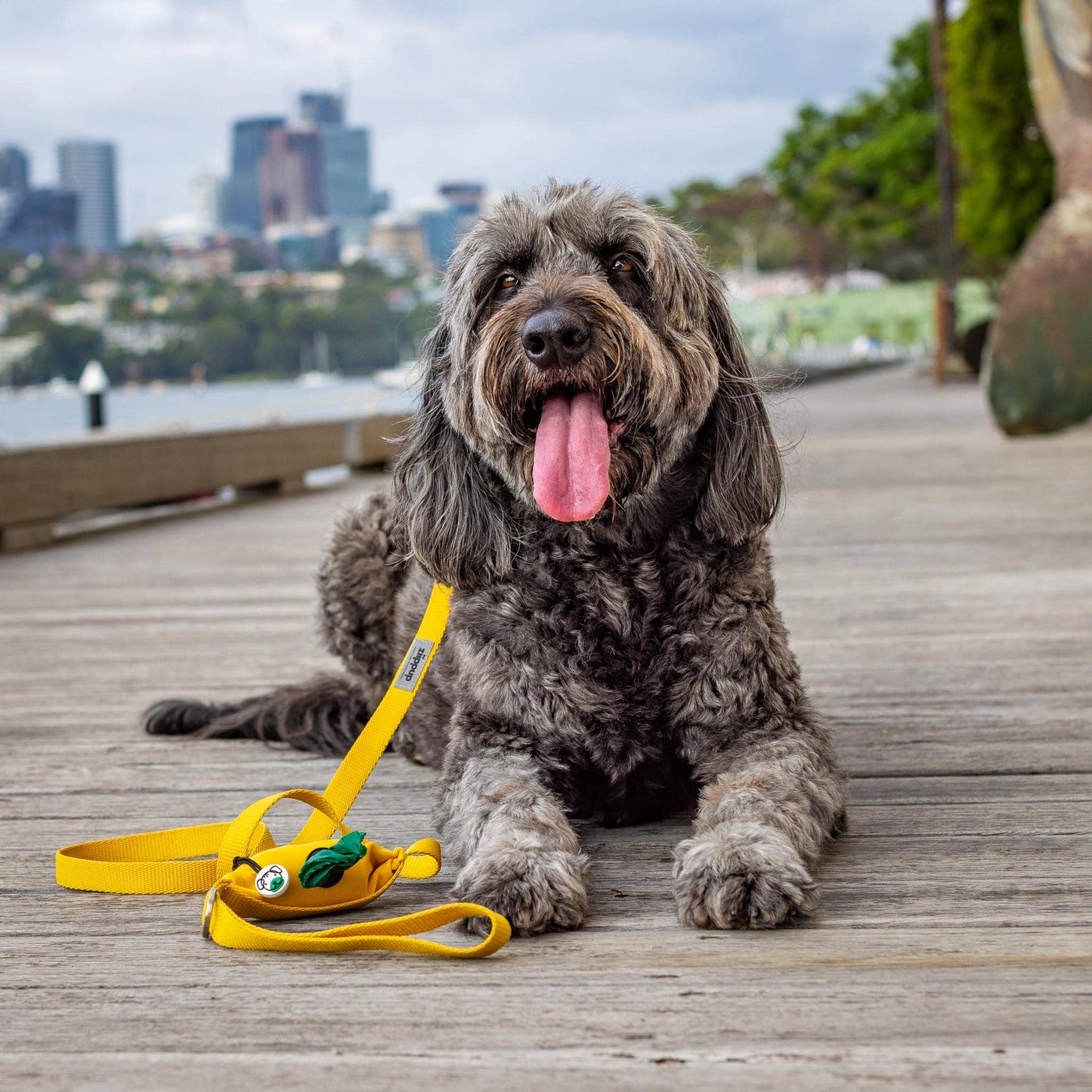 Big dog in yellow dog leash with poop bag holder