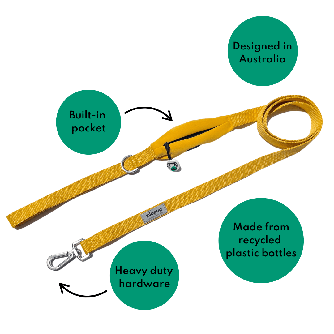 Yellow Collar & Lead Set