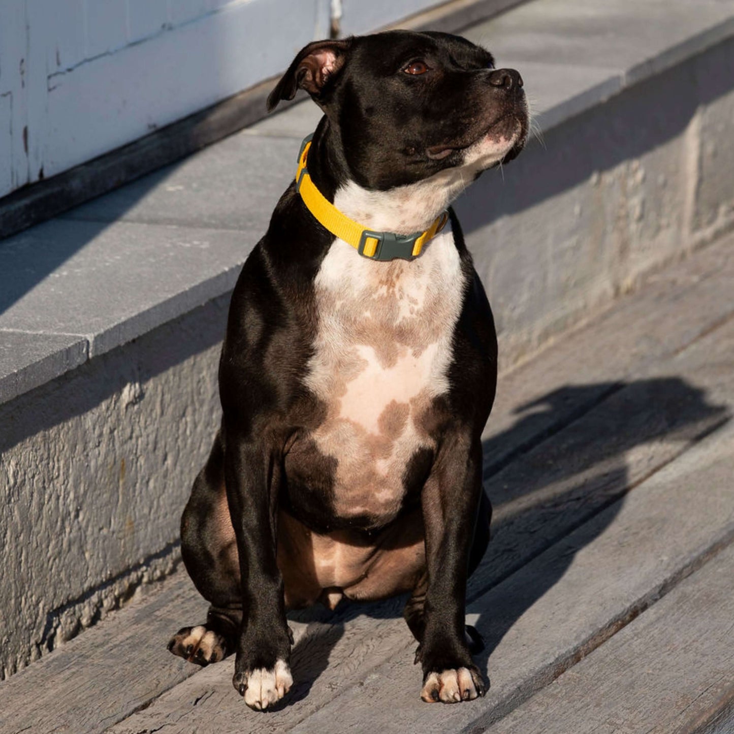 Dog sitting on a wooden deck with a yellow pet collar