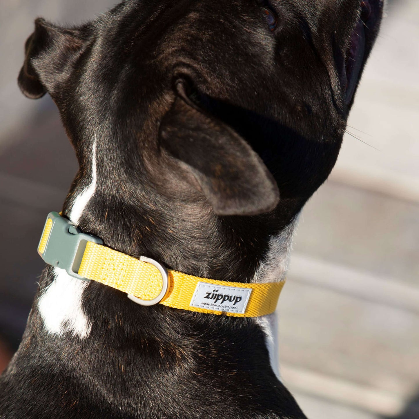 Dog wearing a yellow collar with Ziippup branding on a reflective tag