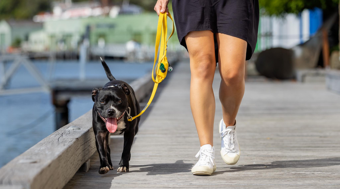 How to choose the best dog leash