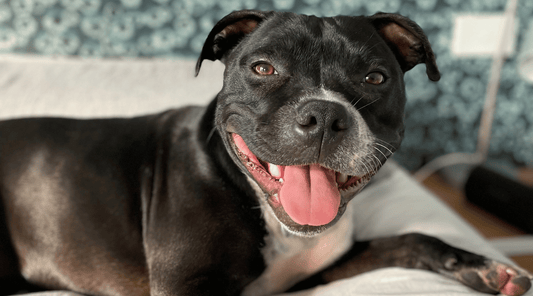 5 facts you didn’t know about Staffies