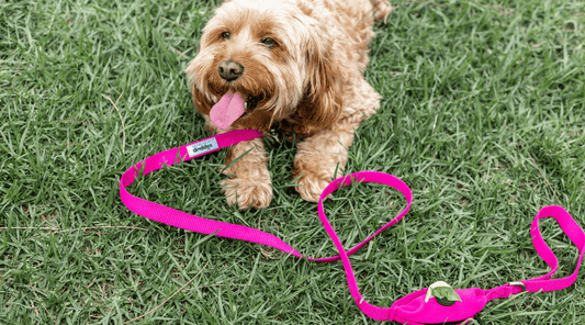 Why are Cavoodles so popular?