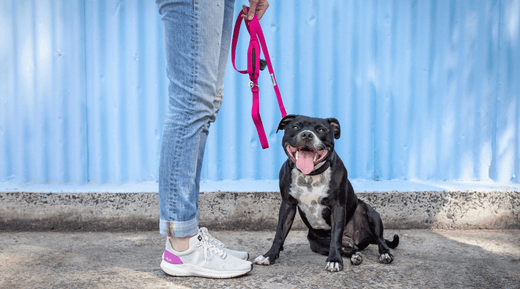 What Colour Dog Collar to Choose for your dog - Dog Wearing Read Dog Leash with built in poo bag holder