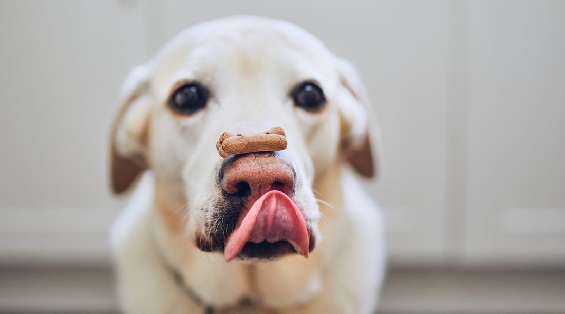 Recipe: Oat and Peanut Butter Dog Biscuits