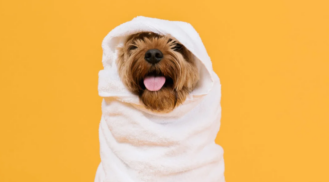 How To Prevent Dog Fur From Matting Ziippup how-to-prevent-dog-fur-from-matting-ziippup