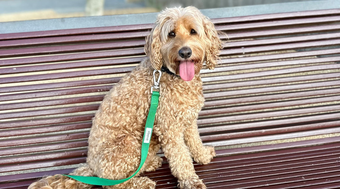 5 facts you didn’t know about Cavoodles