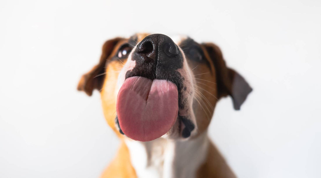 Why does my dog lick me?