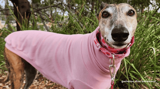 5 reasons to adopt a Greyhound
