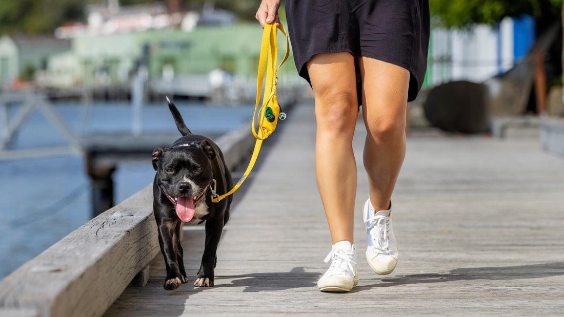 Leash training for dogs